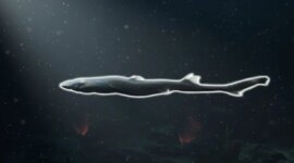 Peneliti Baru Saja Menemukan Spesies Baru Hiu Bercahaya

