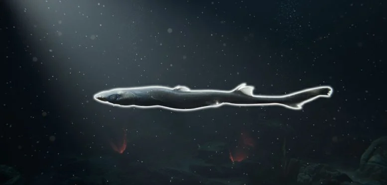 Peneliti Baru Saja Menemukan Spesies Baru Hiu Bercahaya

