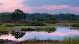 Penyerap Karbon Alami Terbesar di Bumi Tidak Seimbang, dan Para Ilmuwan Khawatir

