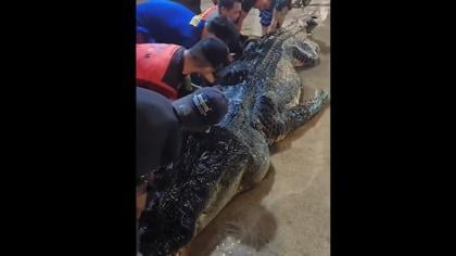 Seekor buaya raksasa di Inhil mati setelah isi perutnya dibedah secara mengejutkan

