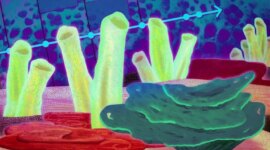 Spons Purba Mungkin Hewan Pertama di Bumi, Bukti Baru dari Pertunjukan MIT

