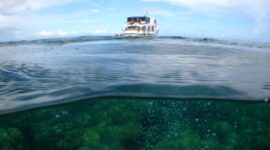 Studi Baru Memperingatkan: Pada tahun 2100, Terumbu Karang Bisa Disusul oleh Alga

