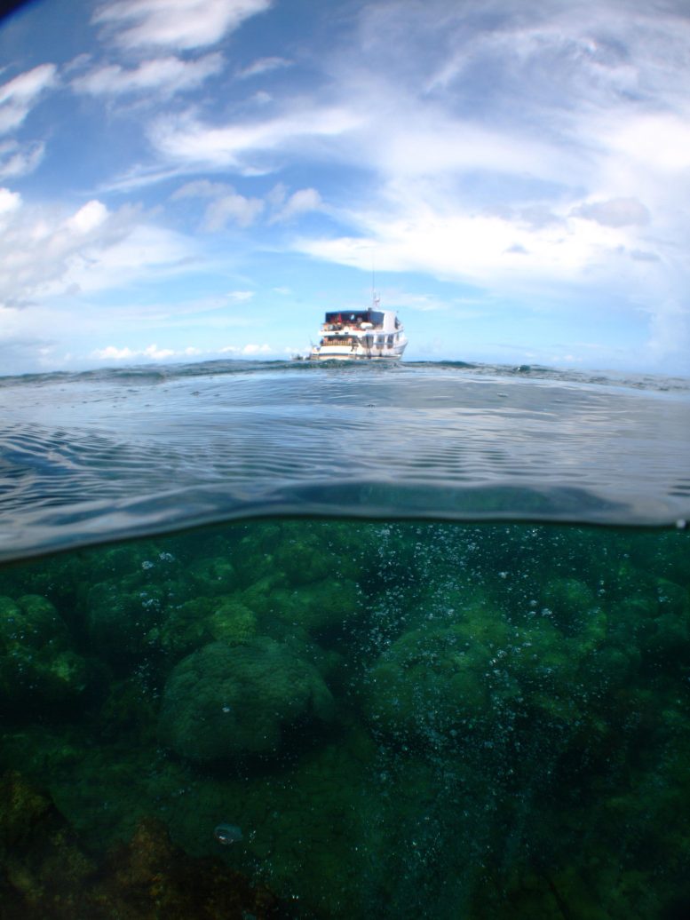 Studi Baru Memperingatkan: Pada tahun 2100, Terumbu Karang Bisa Disusul oleh Alga

