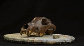 Tengkorak Anjing Berusia 11.000 Tahun Menulis Ulang Kisah Domestikasi

