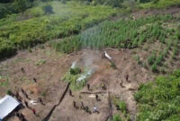 Ternyata begitulah pemilik lahan ganja di Gayo Lues mengetahui perkembangan tanamannya

