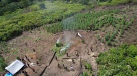 Ternyata begitulah pemilik lahan ganja di Gayo Lues mengetahui perkembangan tanamannya

