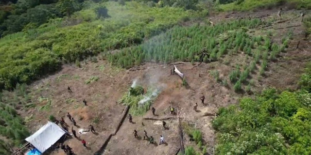 Ternyata begitulah pemilik lahan ganja di Gayo Lues mengetahui perkembangan tanamannya

