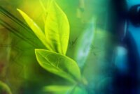 Terobosan Biologis: Para Ilmuwan Menemukan Jaringan Tanaman Baru Pertama dalam 160 Tahun – dan Ini Meningkatkan Hasil Panen