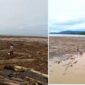 Viral Penampakan Kayu Usai Banjir Bandang di Pantai Padang, Milik Siapakah?

