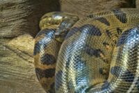 Anaconda Raksasa Mencapai Ukuran Maksimumnya 12 Juta Tahun Lalu dan Tidak Pernah Berubah


