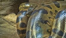Anaconda Raksasa Mencapai Ukuran Maksimumnya 12 Juta Tahun Lalu dan Tidak Pernah Berubah

