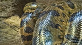 Anaconda Raksasa Mencapai Ukuran Maksimumnya 12 Juta Tahun Lalu dan Tidak Pernah Berubah

