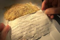 Bagaimana Lumut Memecahkan Misteri yang Tidak Pernah Diduga Para Ilmuwan

