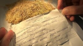 Bagaimana Lumut Memecahkan Misteri yang Tidak Pernah Diduga Para Ilmuwan

