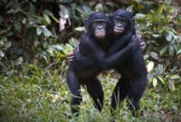 Bonobo Jantan Menguraikan Sinyal Kesuburan Tersembunyi