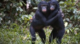 Bonobo Jantan Menguraikan Sinyal Kesuburan Tersembunyi

