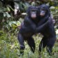 Bonobo Jantan Menguraikan Sinyal Kesuburan Tersembunyi

