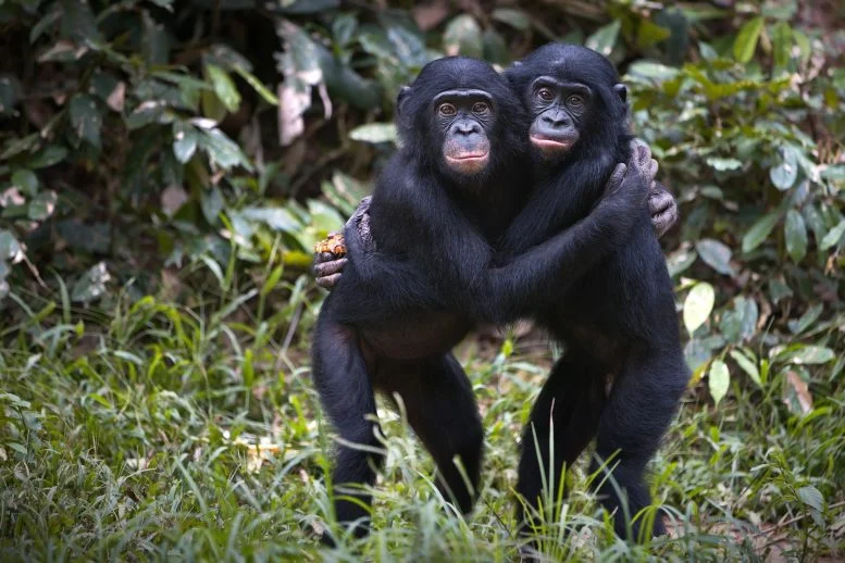 Bonobo Jantan Menguraikan Sinyal Kesuburan Tersembunyi

