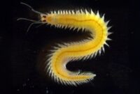 Cacing Laut “Sederhana” Ini Punya Rahasia: Mata yang Tak Pernah Berhenti Berkembang

