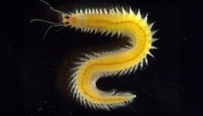 Cacing Laut “Sederhana” Ini Punya Rahasia: Mata yang Tak Pernah Berhenti Berkembang