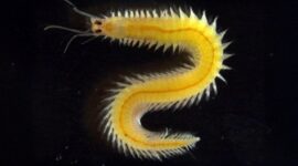 Cacing Laut “Sederhana” Ini Punya Rahasia: Mata yang Tak Pernah Berhenti Berkembang

