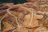 Deforestasi Hilangkan 18 Lapangan Sepak Bola Hutan Per Menit ‎ - Tribun Rakyat

