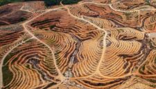 Deforestasi Hilangkan 18 Lapangan Sepak Bola Hutan Per Menit ‎ - Tribun Rakyat

