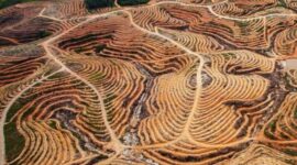 Deforestasi Hilangkan 18 Lapangan Sepak Bola Hutan Per Menit ‎ - Tribun Rakyat

