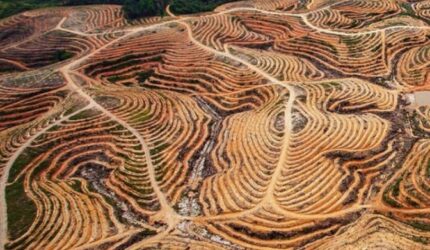 Deforestasi Hilangkan 18 Lapangan Sepak Bola Hutan Per Menit ‎ - Tribun Rakyat