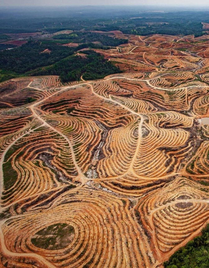Deforestasi Hilangkan 18 Lapangan Sepak Bola Hutan Per Menit ‎ - Tribun Rakyat

