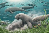 Dunia Sapi Laut yang Hilang Muncul Kembali di Bawah Gurun Qatar

