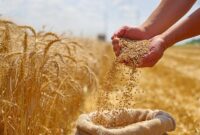 Gandum Baru yang Dapat Menyuburkan Sendiri Dapat Mengubah Pertanian

