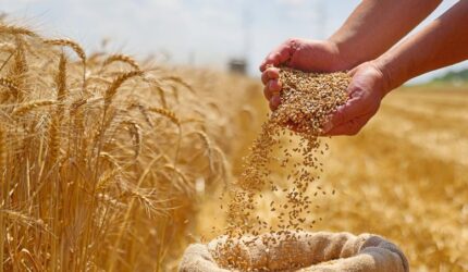 Gandum Baru yang Dapat Menyuburkan Sendiri Dapat Mengubah Pertanian