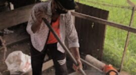 Halua Bluek, Dodol Khas Tanah Pidie - Tribun Rakyat

