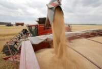 Harga gula turun signifikan karena ekspektasi perbaikan produksi global (Shutterstock)