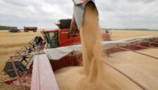 Harga gula turun signifikan karena ekspektasi perbaikan produksi global (Shutterstock)