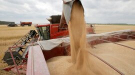 Harga gula turun signifikan karena ekspektasi perbaikan produksi global (Shutterstock)