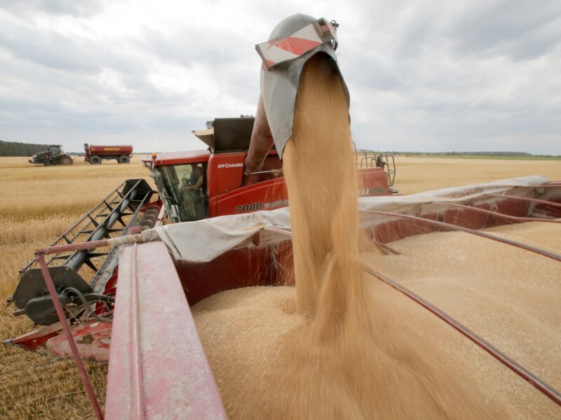 Harga gula turun signifikan karena ekspektasi perbaikan produksi global (Shutterstock)