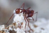 Ilmuwan Menemukan Jamur yang Berhubungan dengan Semut Lebih dari Sekadar Penjahat

