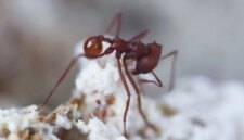 Ilmuwan Menemukan Jamur yang Berhubungan dengan Semut Lebih dari Sekadar Penjahat