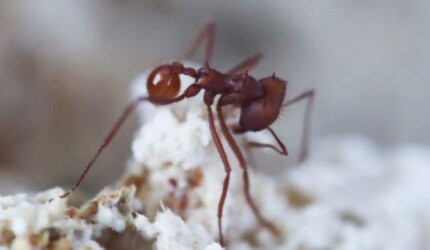 Semut Menghilangkan Fragmen Taman Jamur