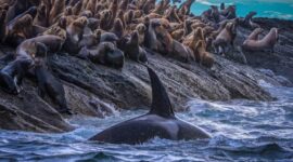 Ilmuwan Menemukan Perpecahan Tersembunyi pada Paus Pembunuh Pantai Barat

