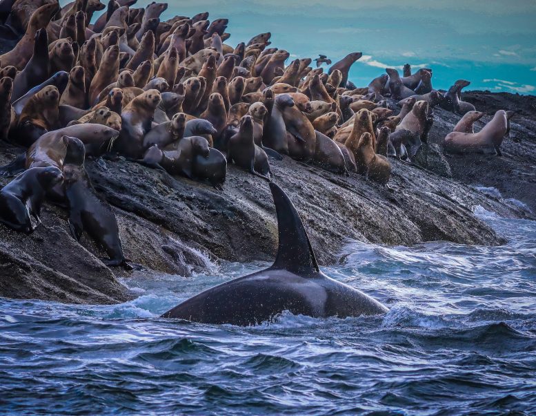Ilmuwan Menemukan Perpecahan Tersembunyi pada Paus Pembunuh Pantai Barat

