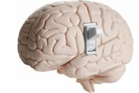 Ilmuwan Menemukan Perubahan Otak Tersembunyi yang Memungkinkan Kebiasaan Terbentuk dengan Cepat

