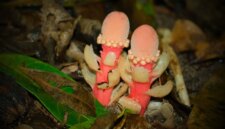 “Jamur” Ini Bukan Jamur Sama Sekali – Ini Salah Satu Tanaman Teraneh di Bumi