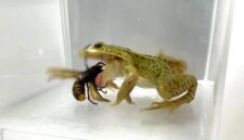 Katak Kecil Menghadapi “Tawon Pembunuh” yang Mematikan dan Menang

