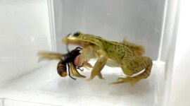 Katak Kecil Menghadapi “Tawon Pembunuh” yang Mematikan dan Menang

