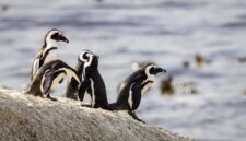 Kelaparan Massal Memusnahkan Penguin Afrika Selatan Karena Persediaan Makanan Menipis

