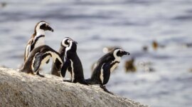 Kelaparan Massal Memusnahkan Penguin Afrika Selatan Karena Persediaan Makanan Menipis

