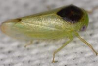 Kelihatannya Seperti Katak, Tapi Itu Serangga: Ilmuwan Menemukan 7 Spesies Serangga Baru yang Tidak Biasa

